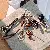 Nylon Beaded Maillard Charm Wholesale Supply, Quality Craft - Butterfly Woven Rope