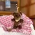 Wholesale Puff Forest Monkey Bean Bag Plush Toys Supply - Little Bear-15cm