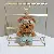 Cookie Bear Plush Keychain Supply for Wholesale Retailers - Green-12cm gold lobster clasp