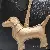 Spot Puppy Bag Charm Supply for Retailers Wholesale - Mi Xing