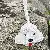 Wholesale Curly Teddy Dog Leather Bag Charms for Retailers - White