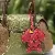 Wholesale Spot Teddy Dog Curly Leather Keychains Supply - Claret