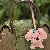 Wholesale Spot Teddy Dog Curly Leather Keychains Supply - Pink
