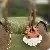 Wholesale Leather Husky Keychain Bag Charm Supply for Retailers - Light coffee