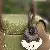 Wholesale Leather Husky Keychain Bag Charm Supply for Retailers - Dark coffee